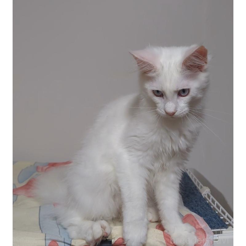 販売中の愛媛県のメインクーン-123037の4枚目