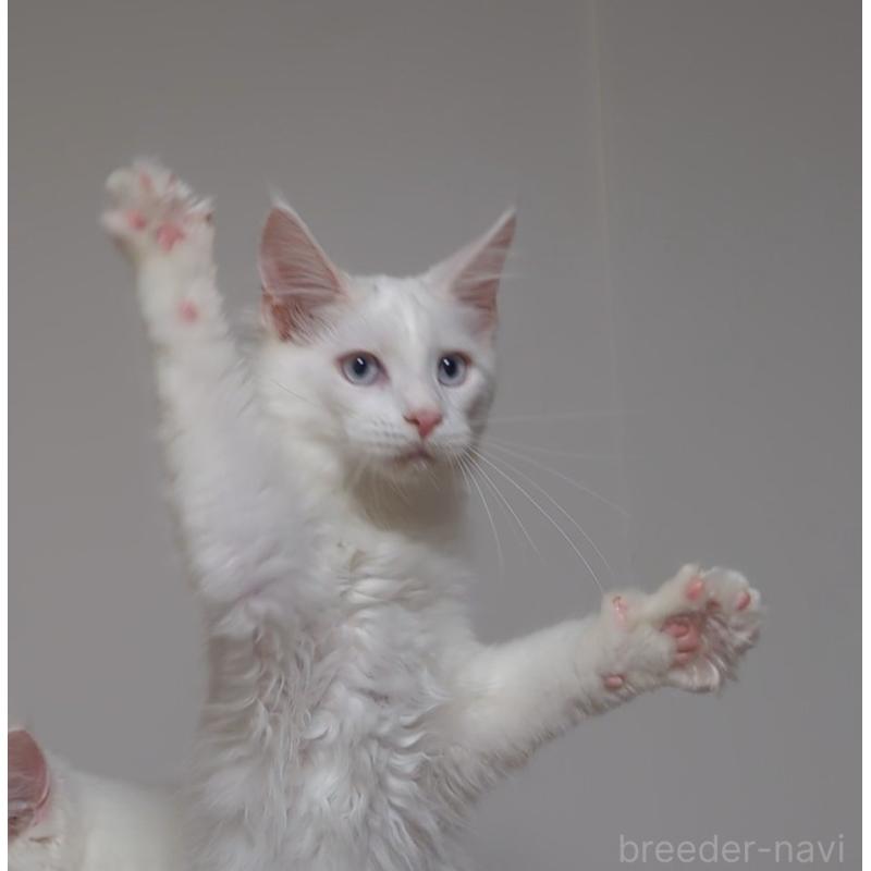 販売中の愛媛県のメインクーン-123037の3枚目