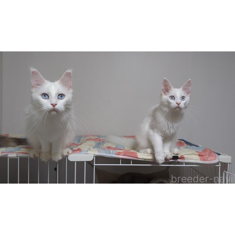 販売中の愛媛県のメインクーン-123037の2枚目