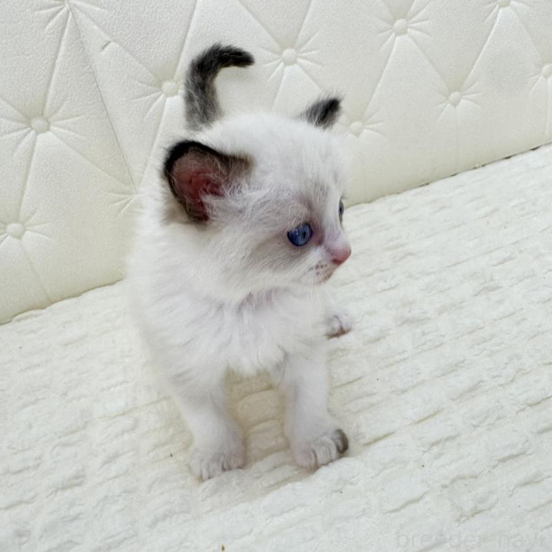 販売中の鹿児島県のラグドール-129944の7枚目