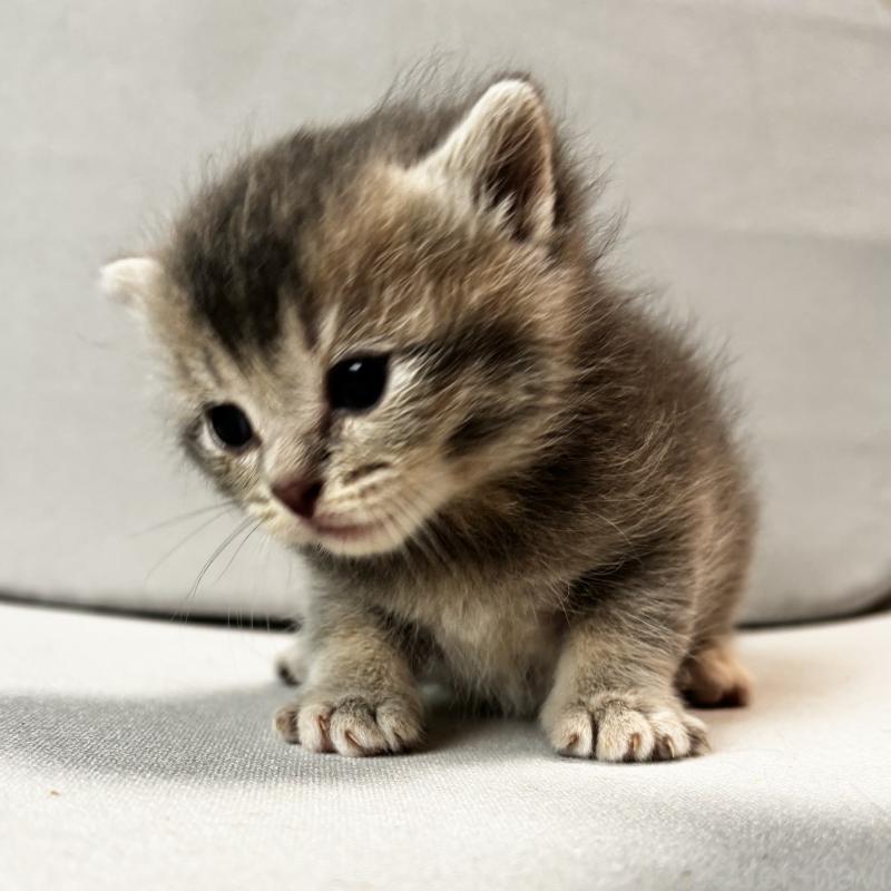 販売中の埼玉県のマンチカン-129005