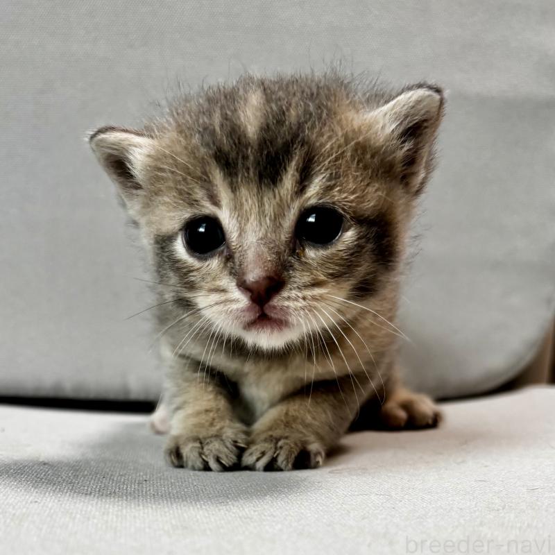 販売中の埼玉県のマンチカン-129007
