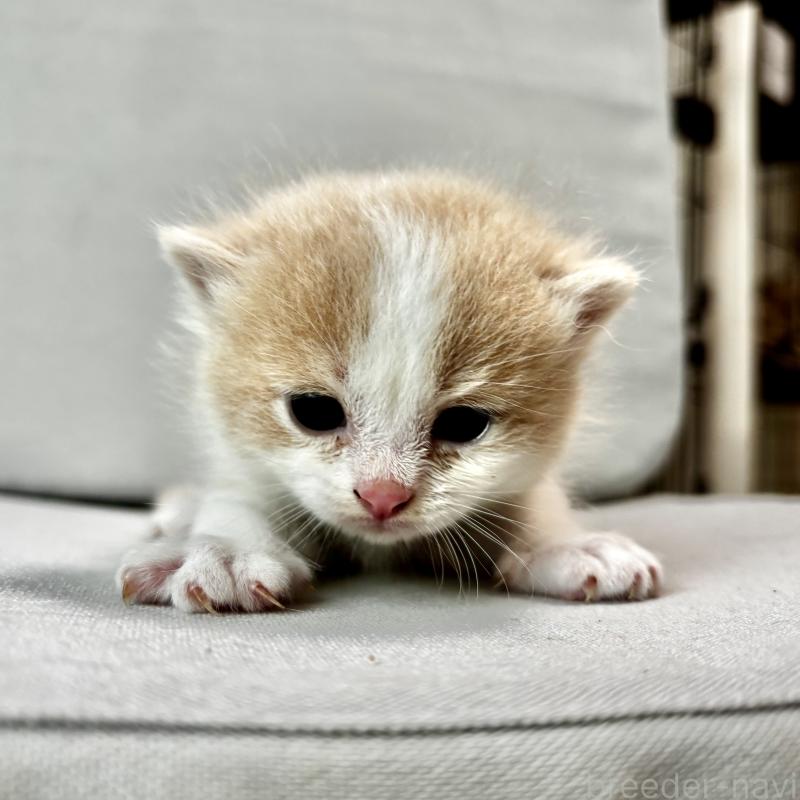 販売中の埼玉県のマンチカン-129009