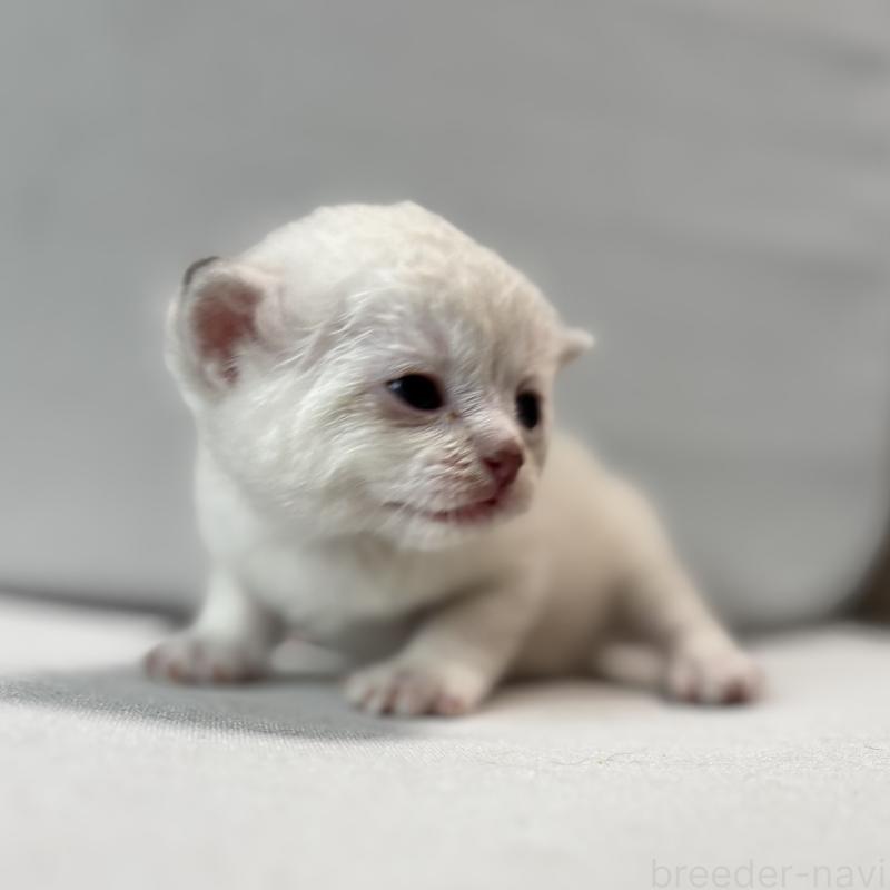 販売中ののマンチカン-129010