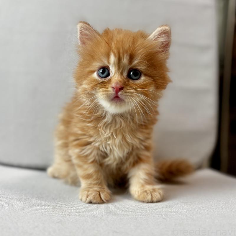 販売中の埼玉県のマンチカン-128136