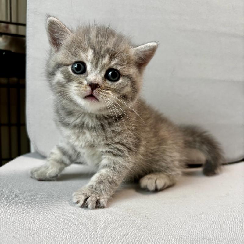 成約済の埼玉県のマンチカン-128135