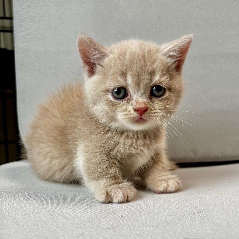 商談中の埼玉県のマンチカン(短足)-128137の3枚目