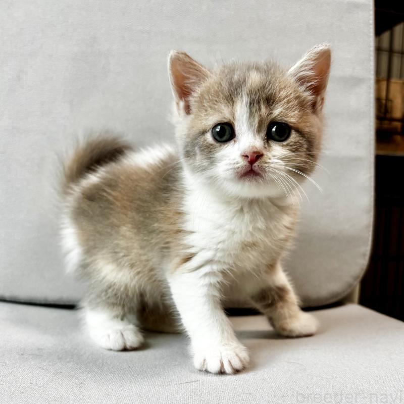 販売中ののマンチカン-128134