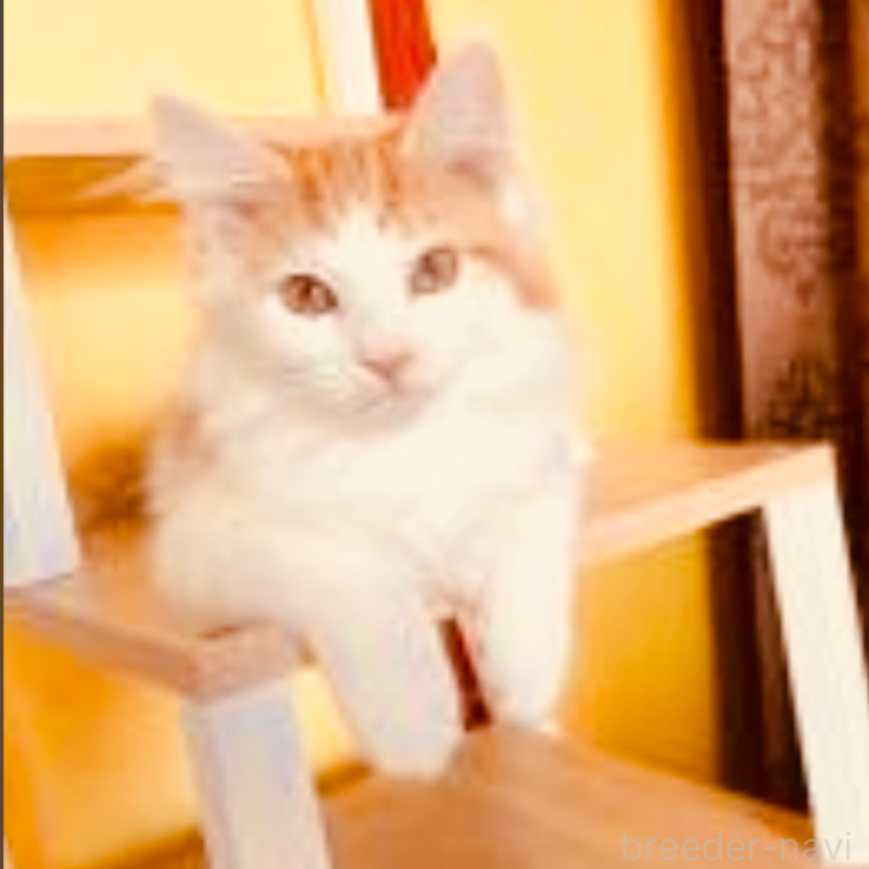 成約済の京都府のメインクーン-120855の1枚目