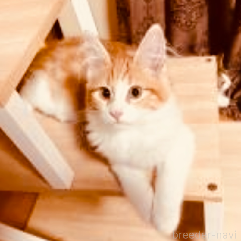 販売中の京都府のメインクーン-120315