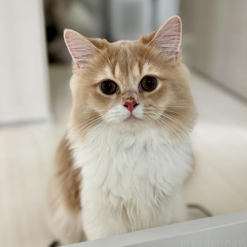 販売中の埼玉県のミヌエット-123491の1枚目