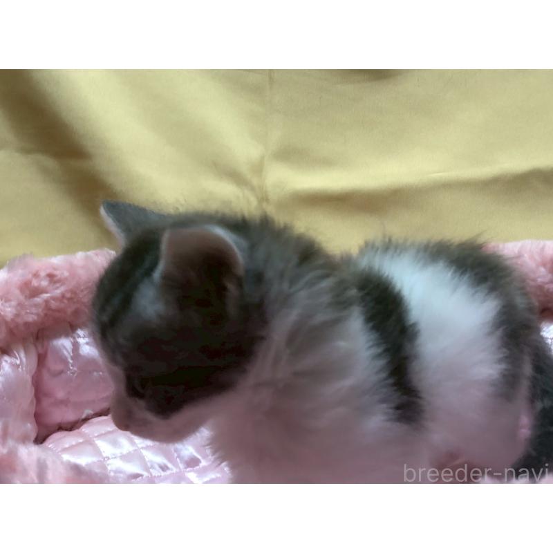 販売中の三重県のメインクーン-129957の3枚目