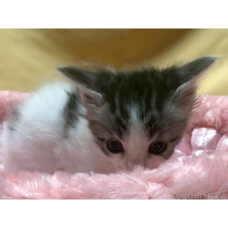 販売中の三重県のメインクーン-129959の8枚目