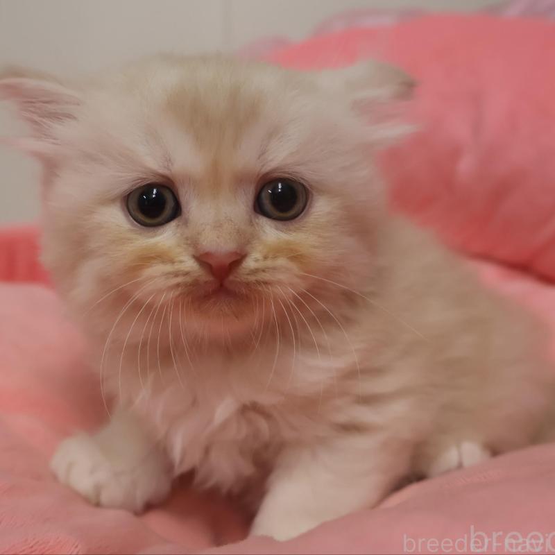 販売中の東京都のスコティッシュフォールド-129960の1枚目