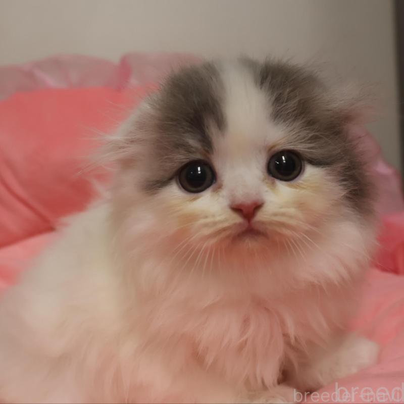 成約済の東京都のスコティッシュフォールド(折れ耳)-129963の1枚目