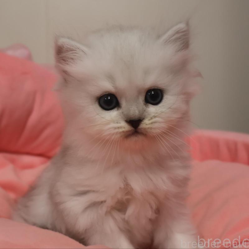 販売中の東京都のミヌエット-129964