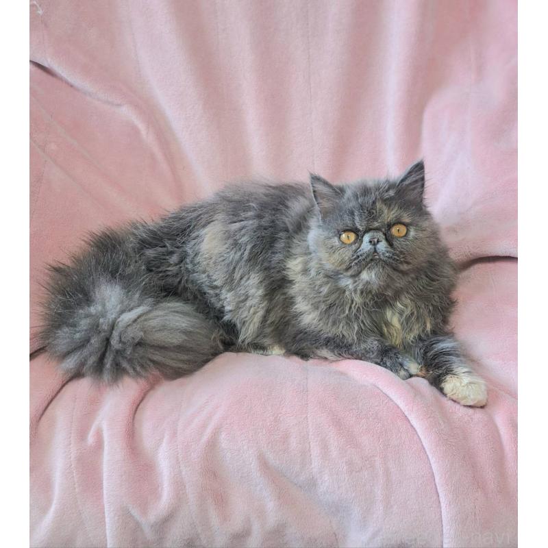 販売中の茨城県のエキゾチックショートヘア-123663の7枚目