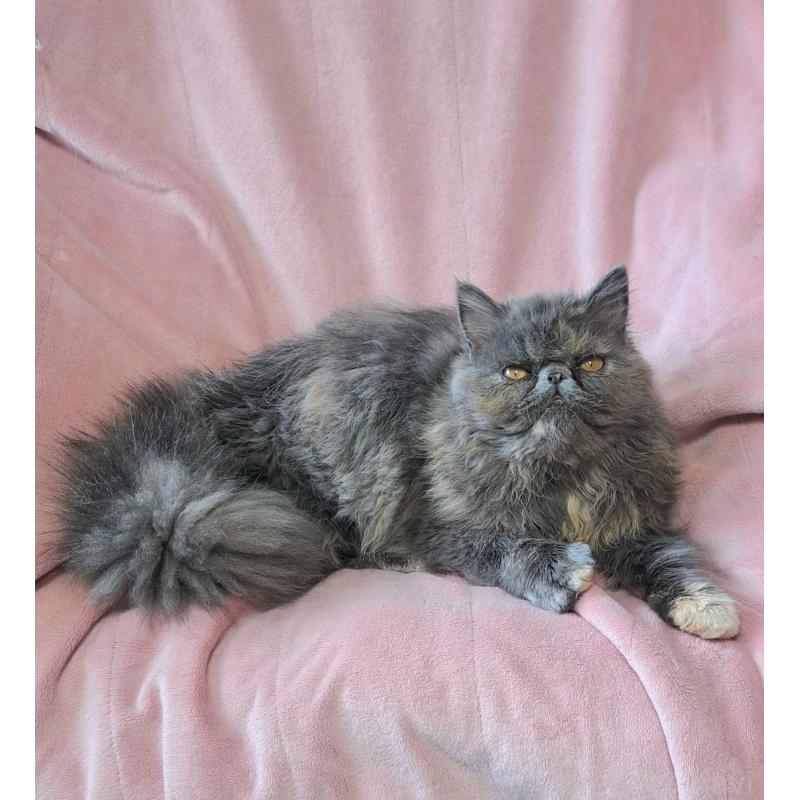 販売中の茨城県のエキゾチックショートヘア-123663の6枚目