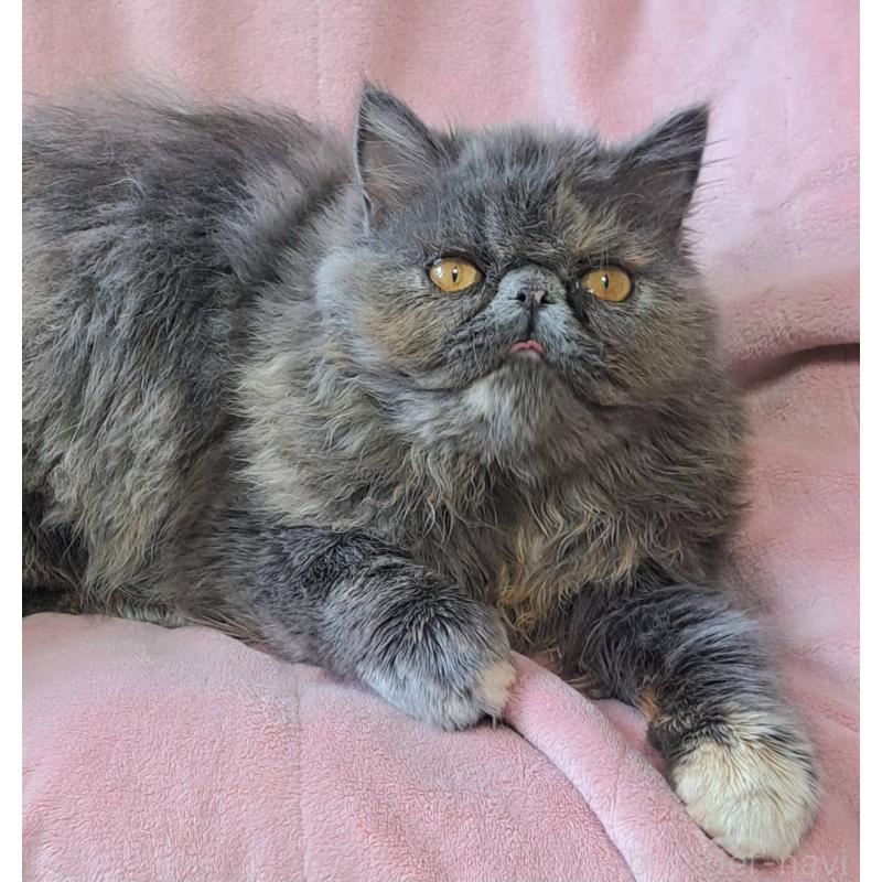 販売中の茨城県のエキゾチックショートヘア-123663の5枚目