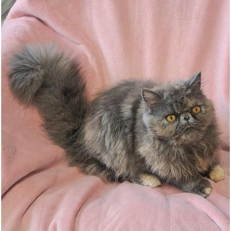 販売中の茨城県のエキゾチックショートヘア-123663の4枚目