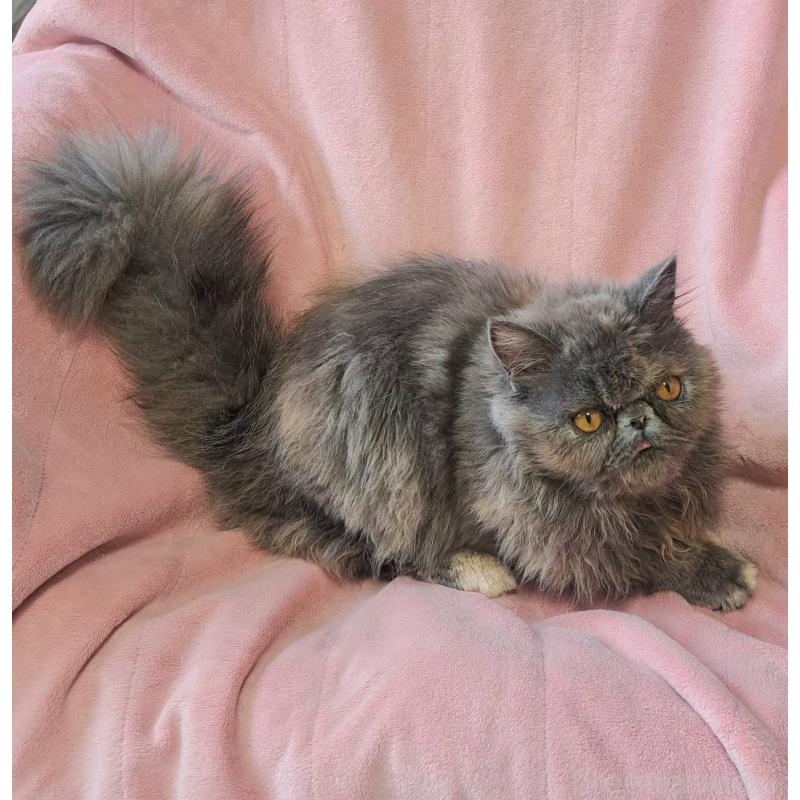 販売中の茨城県のエキゾチックショートヘア-123663の3枚目