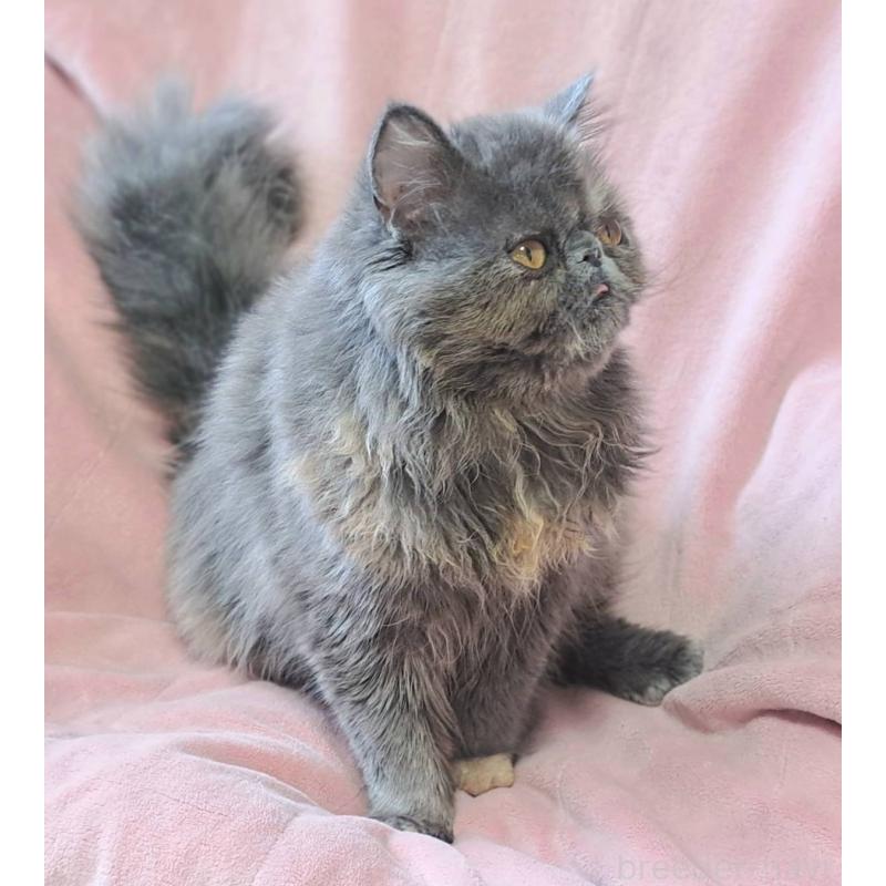 販売中の茨城県のエキゾチックショートヘア-123663の2枚目