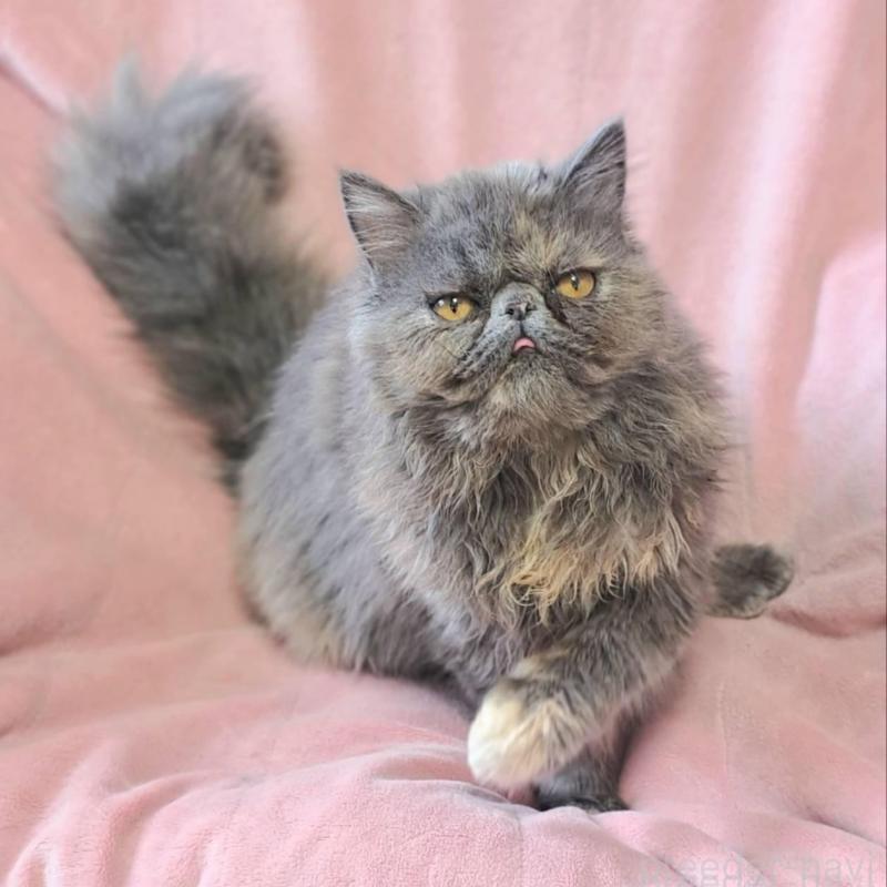 販売中の茨城県のエキゾチックショートヘア-123663の1枚目