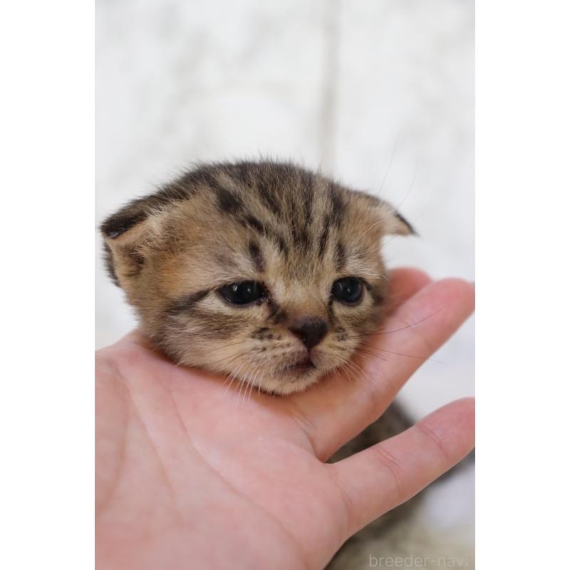 販売中の埼玉県のスコティッシュフォールド-129983の4枚目