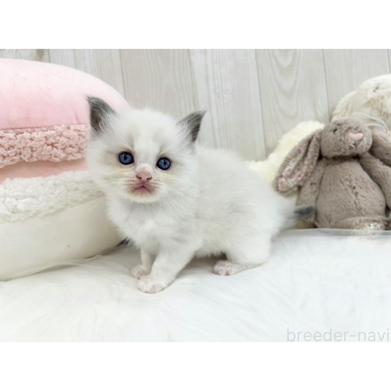 販売中の大阪府のラグドール-129984の5枚目