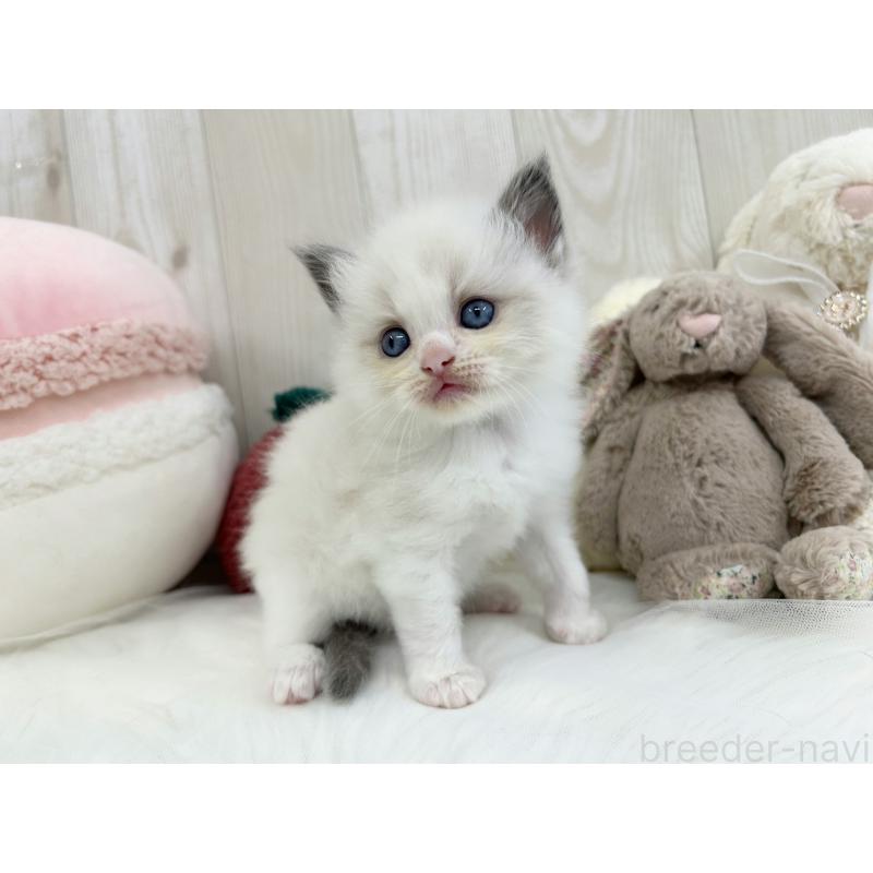 販売中の大阪府のラグドール-129984の4枚目