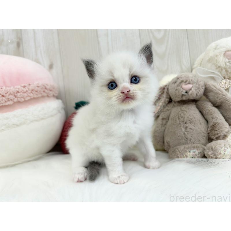 販売中の大阪府のラグドール-129984の2枚目