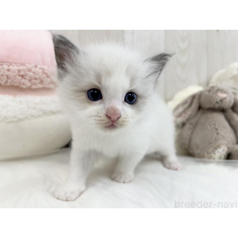 販売中の大阪府のラグドール-129985の7枚目