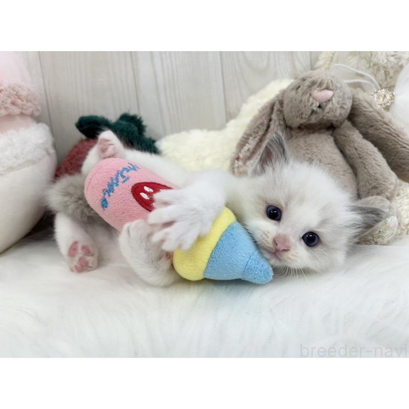 販売中の大阪府のラグドール-129985の6枚目