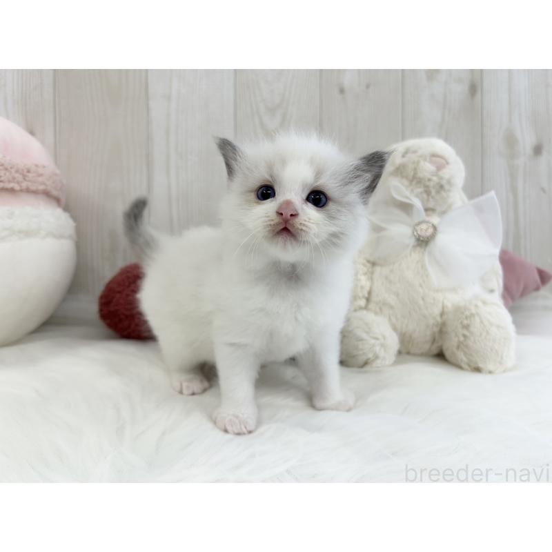 販売中の大阪府のラグドール-129985の5枚目