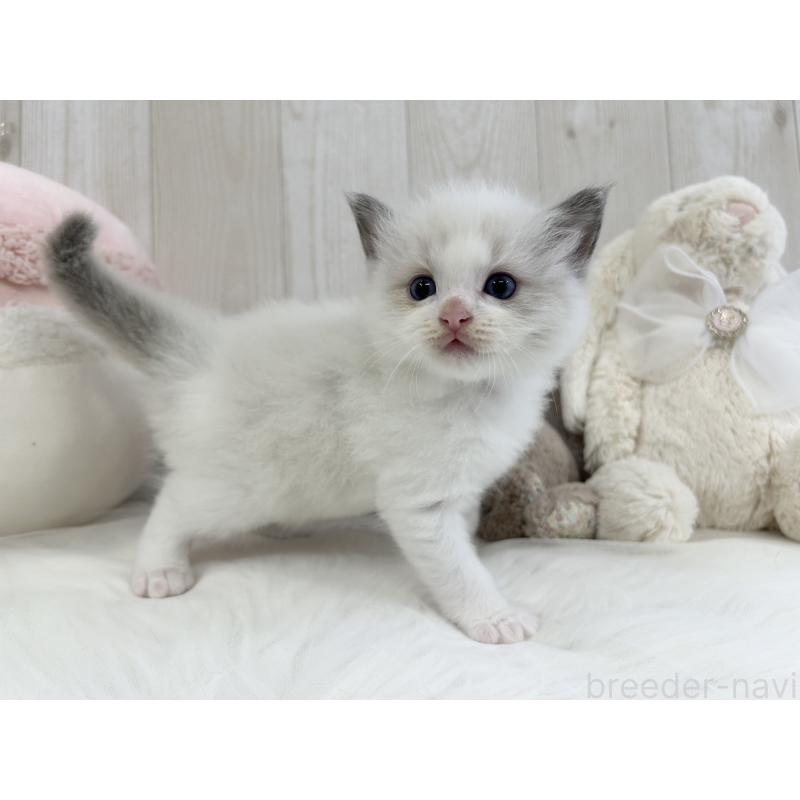 販売中の大阪府のラグドール-129985の4枚目