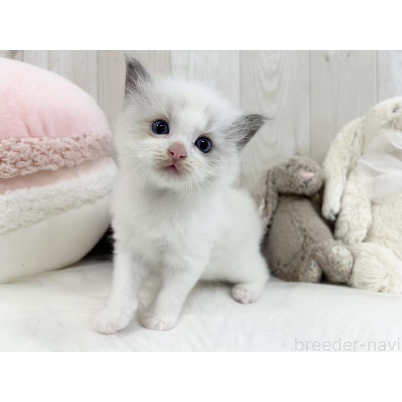 販売中の大阪府のラグドール-129985の3枚目