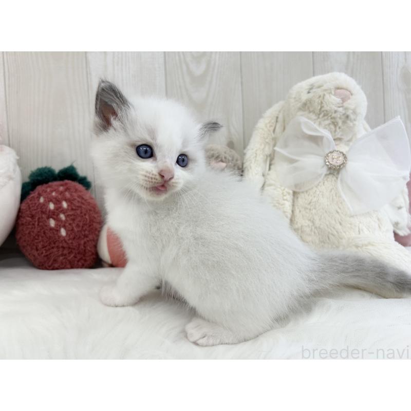 販売中の大阪府のラグドール-129986の6枚目