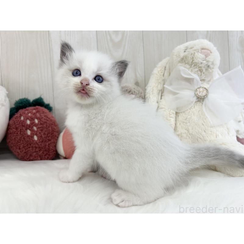 販売中の大阪府のラグドール-129986の5枚目