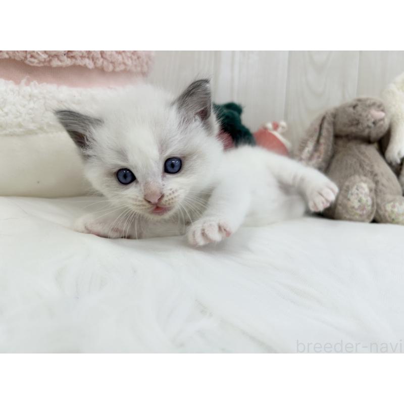 販売中の大阪府のラグドール-129986の4枚目