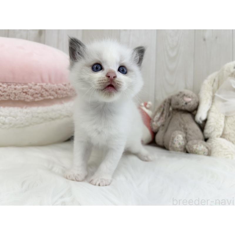 販売中の大阪府のラグドール-129986の2枚目