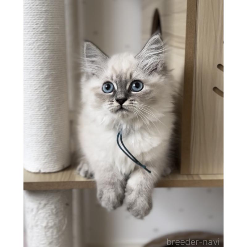 販売中の山形県のサイベリアン-129987の14枚目