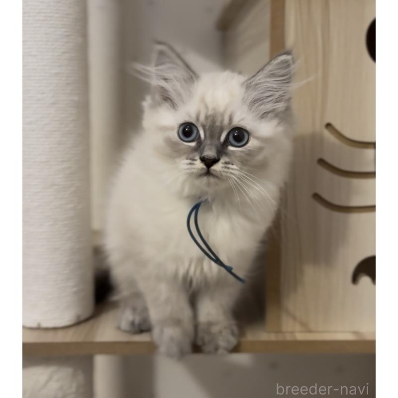 販売中の山形県のサイベリアン-129987の15枚目