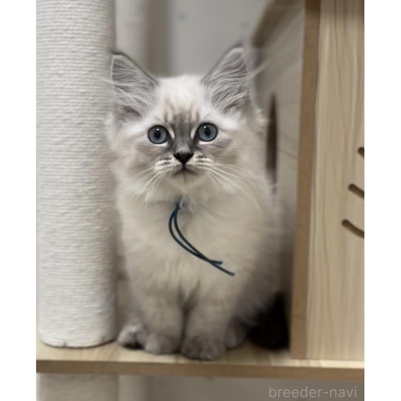 販売中の山形県のサイベリアン-129987の13枚目