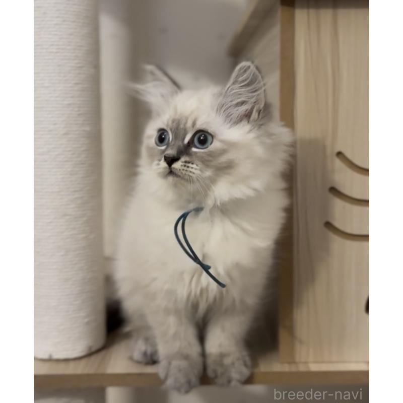 販売中の山形県のサイベリアン-129987の12枚目