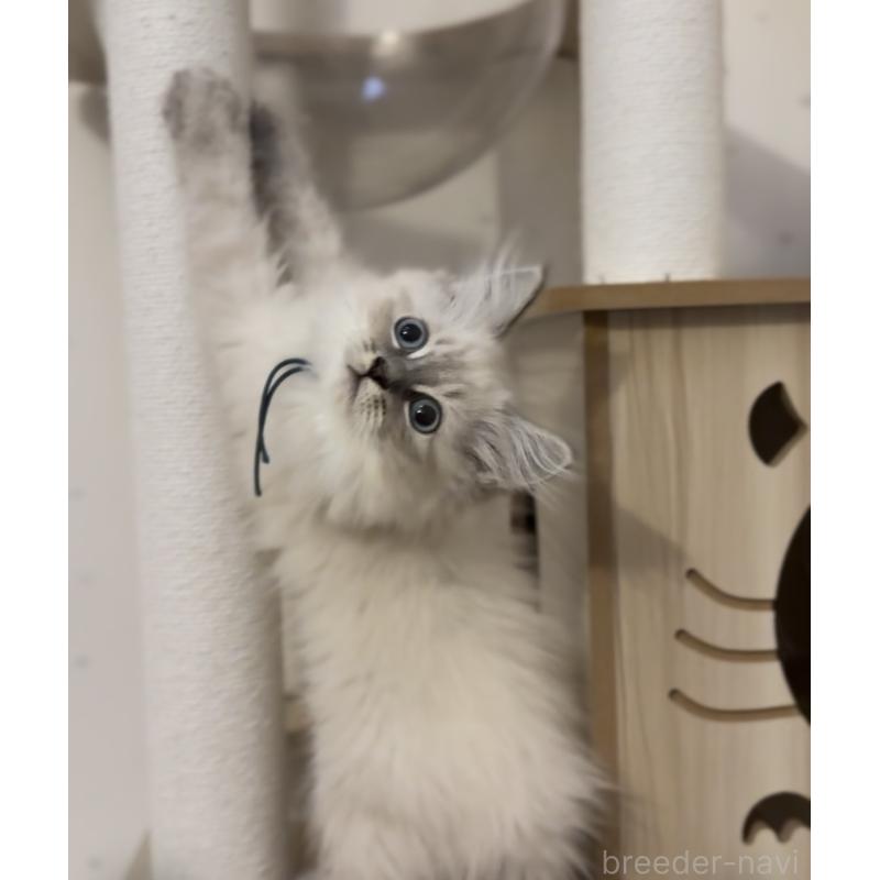 販売中の山形県のサイベリアン-129987の11枚目