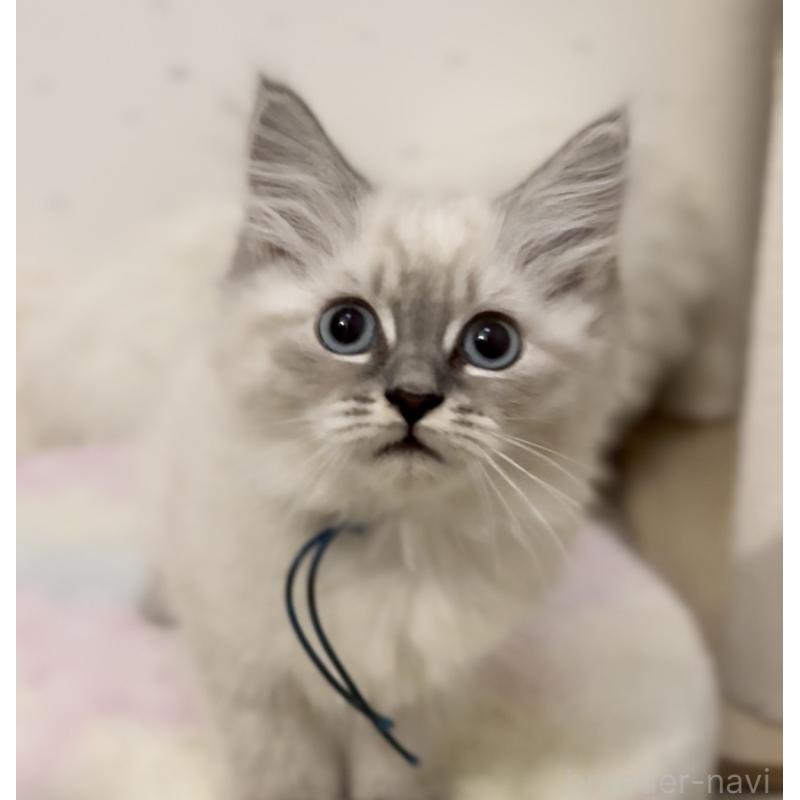 販売中の山形県のサイベリアン-129987の10枚目