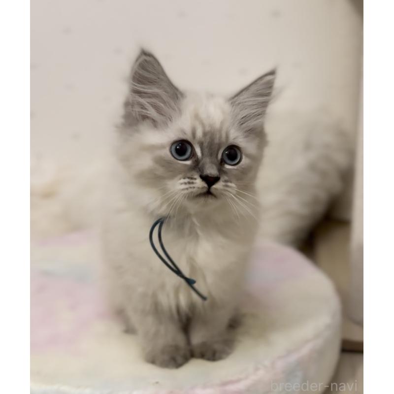 販売中の山形県のサイベリアン-129987の9枚目