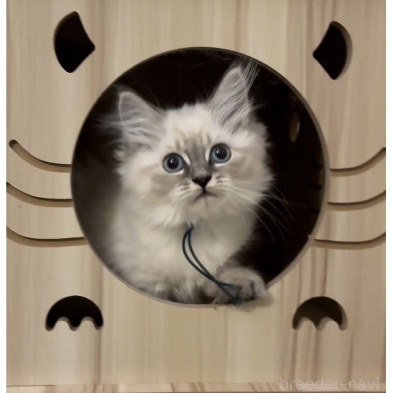 販売中の山形県のサイベリアン-129987の7枚目