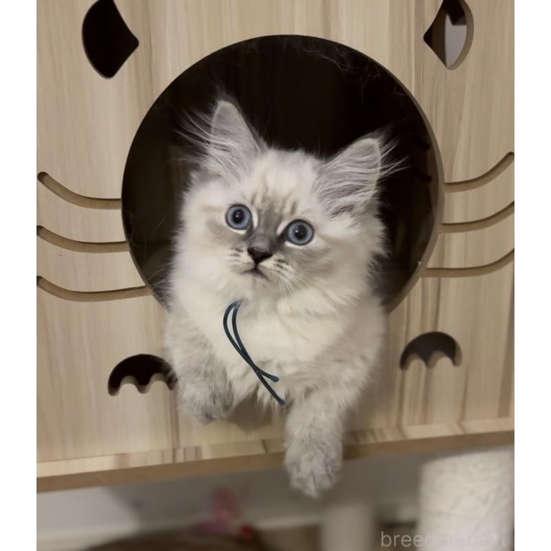 販売中の山形県のサイベリアン-129987の8枚目