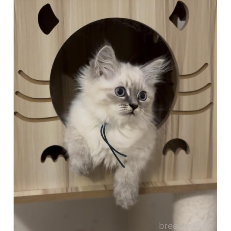 販売中の山形県のサイベリアン-129987の5枚目